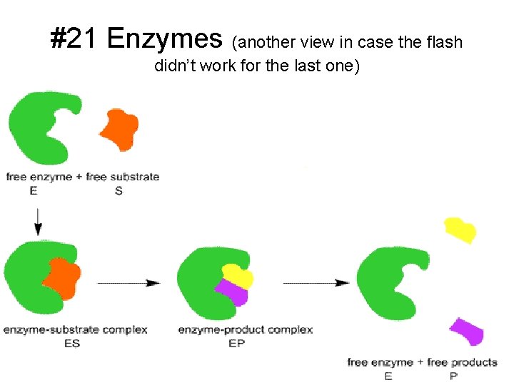 #21 Enzymes (another view in case the flash didn’t work for the last one)