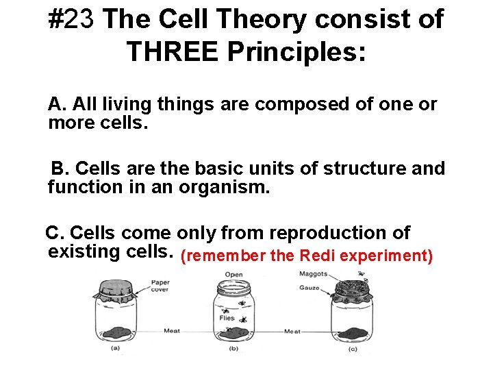 #23 The Cell Theory consist of THREE Principles: A. All living things are composed