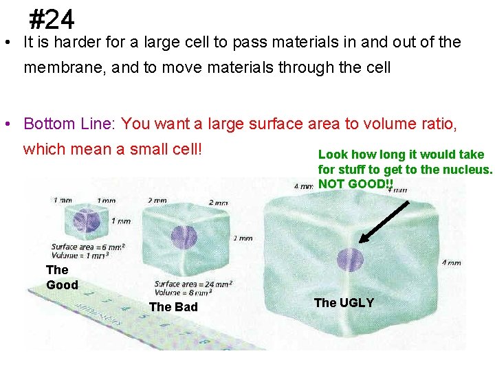 #24 • It is harder for a large cell to pass materials in and