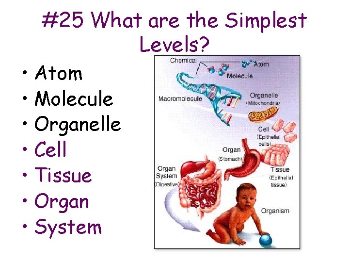 #25 What are the Simplest Levels? • Atom • Molecule • Organelle • Cell