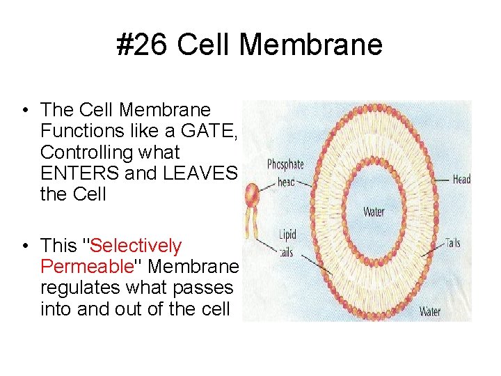 #26 Cell Membrane • The Cell Membrane Functions like a GATE, Controlling what ENTERS