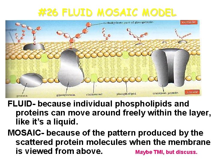 #26 FLUID MOSAIC MODEL FLUID- because individual phospholipids and proteins can move around freely