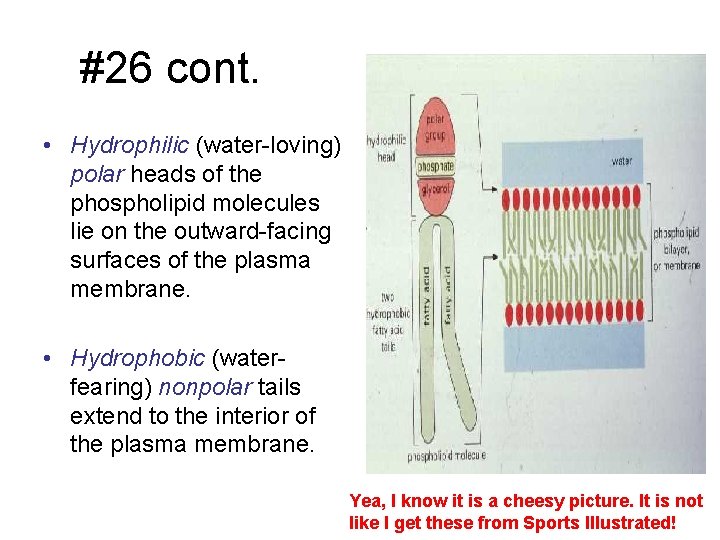 #26 cont. • Hydrophilic (water-loving) polar heads of the phospholipid molecules lie on the