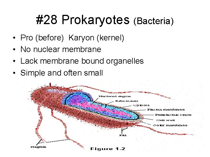#28 Prokaryotes (Bacteria) • • Pro (before) Karyon (kernel) No nuclear membrane Lack membrane