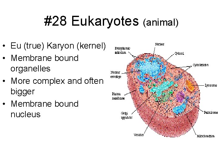 #28 Eukaryotes (animal) • Eu (true) Karyon (kernel) • Membrane bound organelles • More