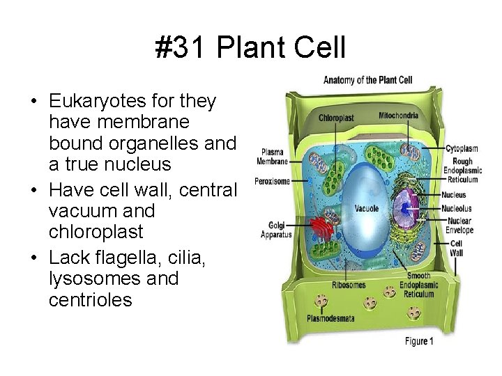 #31 Plant Cell • Eukaryotes for they have membrane bound organelles and a true