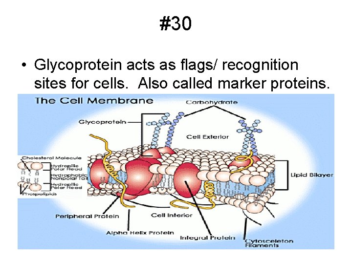 #30 • Glycoprotein acts as flags/ recognition sites for cells. Also called marker proteins.