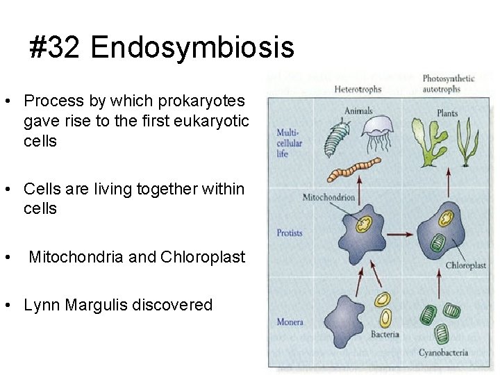 #32 Endosymbiosis • Process by which prokaryotes gave rise to the first eukaryotic cells