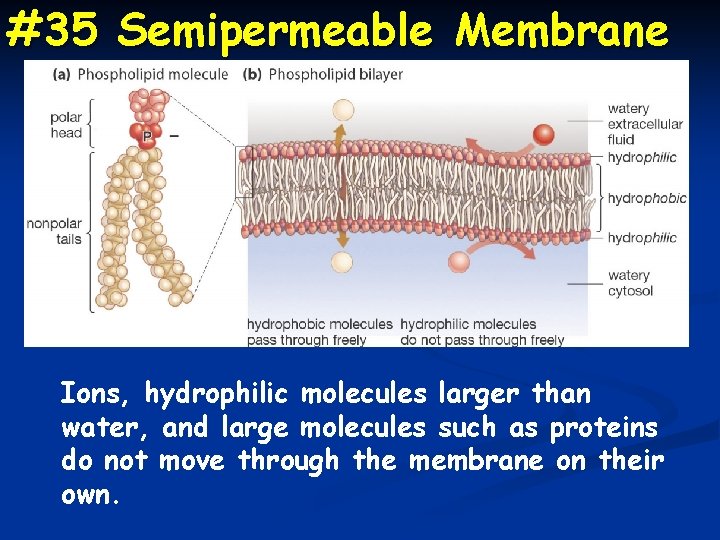 #35 Semipermeable Membrane Ions, hydrophilic molecules larger than water, and large molecules such as