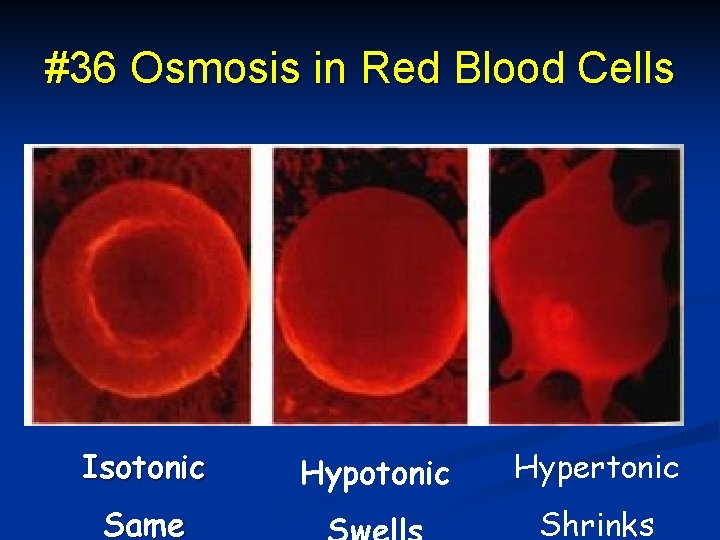#36 Osmosis in Red Blood Cells Isotonic Same Hypotonic Hypertonic Shrinks 