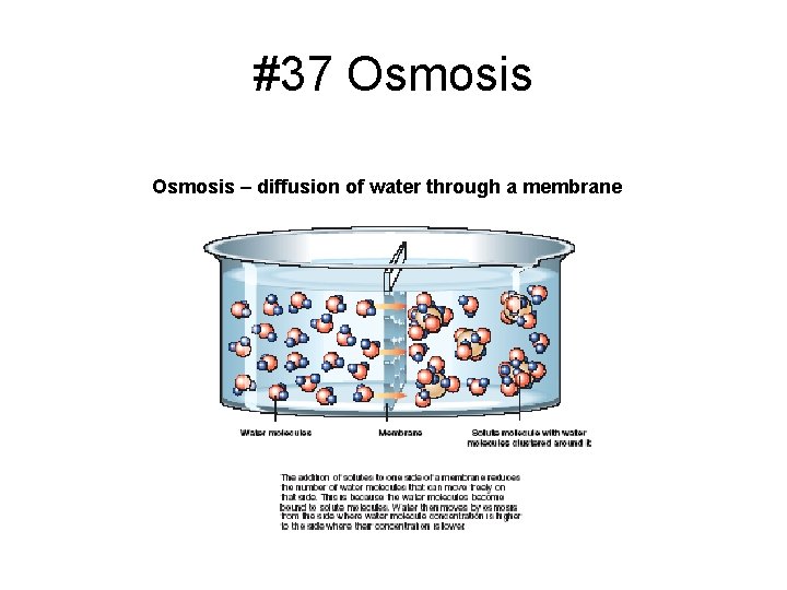 #37 Osmosis – diffusion of water through a membrane 