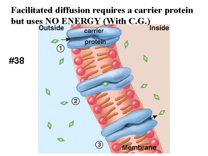 Facilitated diffusion requires a carrier protein but uses NO ENERGY (With C. G. )