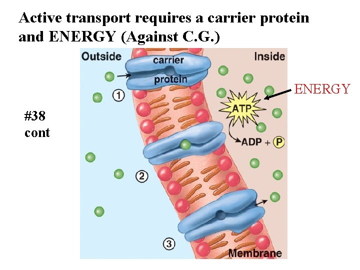 Active transport requires a carrier protein and ENERGY (Against C. G. ) ENERGY #38