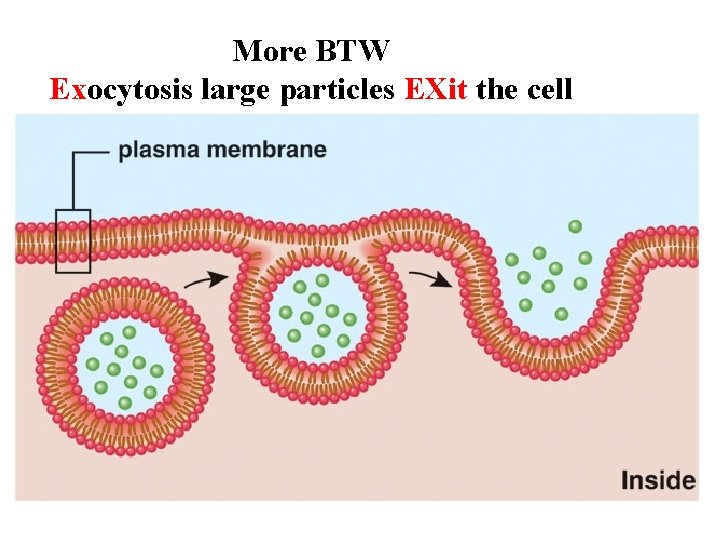 More BTW Exocytosis large particles EXit the cell 