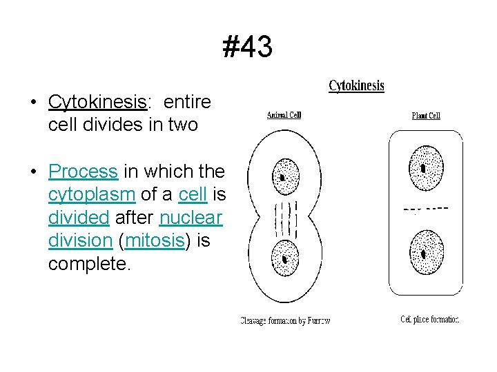 #43 • Cytokinesis: entire cell divides in two • Process in which the cytoplasm