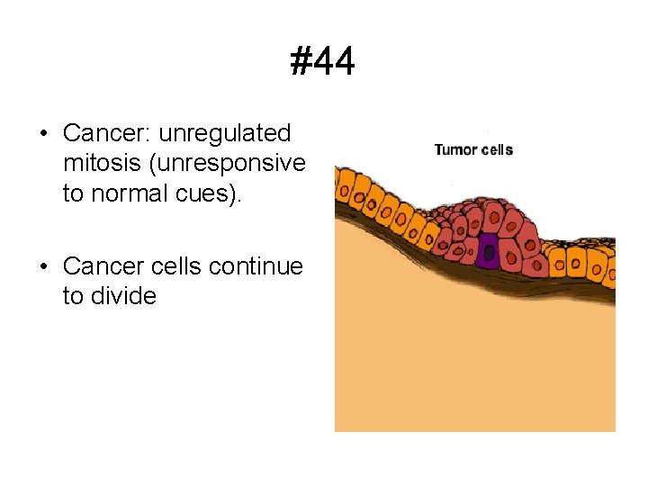 #44 • Cancer: unregulated mitosis (unresponsive to normal cues). • Cancer cells continue to
