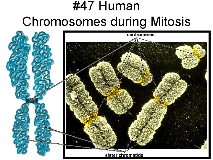 #47 Human Chromosomes during Mitosis 