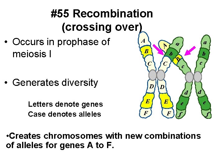 #55 Recombination (crossing over) A B b Letters denote genes Case denotes alleles C