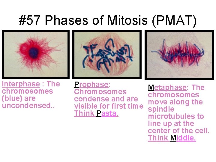 #57 Phases of Mitosis (PMAT) Interphase : The chromosomes (blue) are uncondensed. . Prophase:
