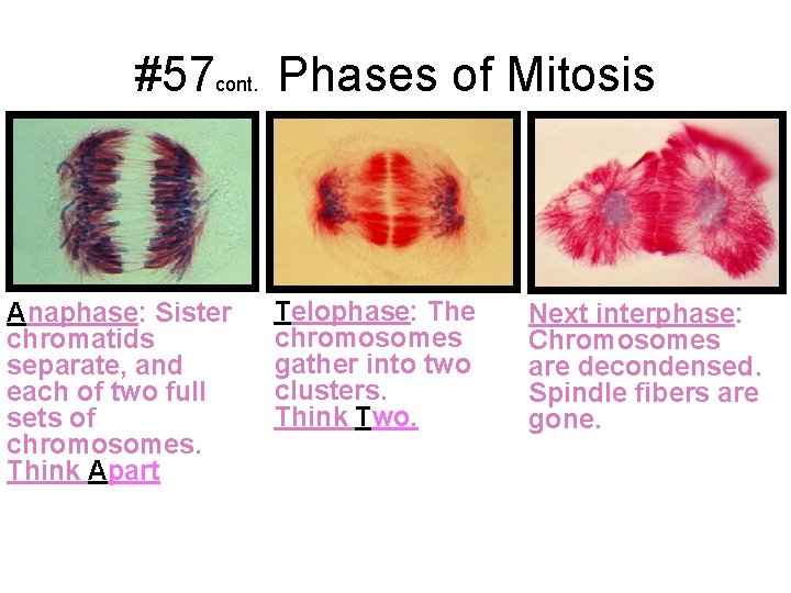 #57 cont. Phases of Mitosis Anaphase: Sister chromatids separate, and each of two full