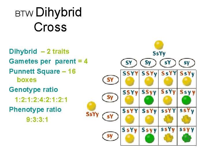 BTW Dihybrid Cross Dihybrid – 2 traits Gametes per parent = 4 Punnett Square