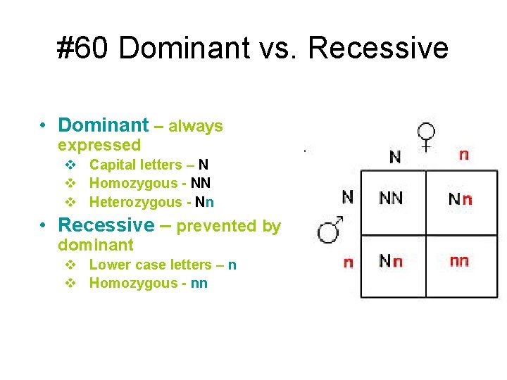 #60 Dominant vs. Recessive • Dominant – always expressed v Capital letters – N