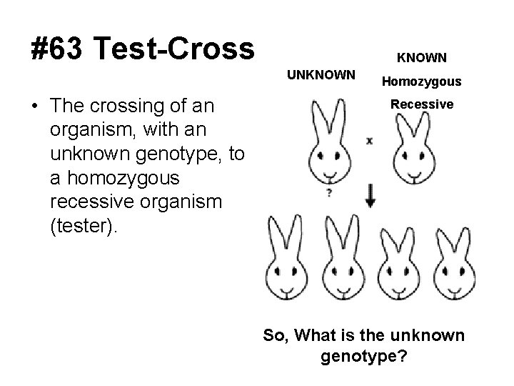 #63 Test-Cross KNOWN UNKNOWN • The crossing of an organism, with an unknown genotype,