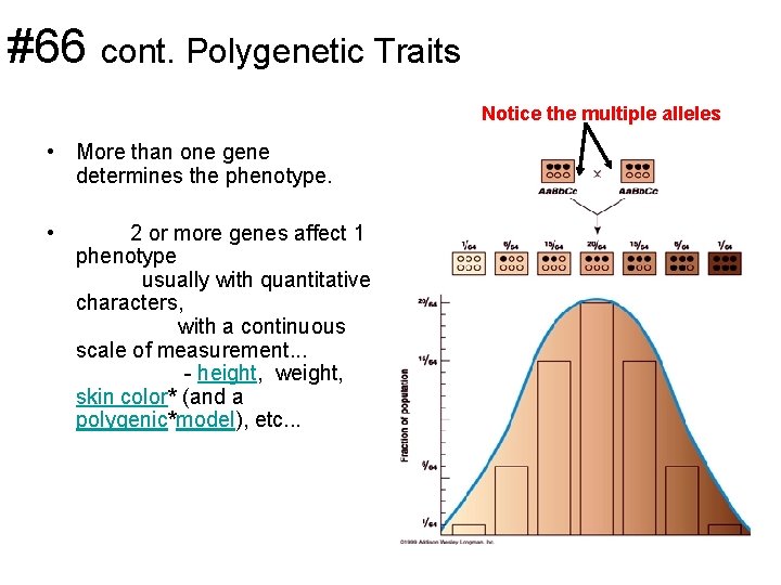 #66 cont. Polygenetic Traits Notice the multiple alleles • More than one gene determines