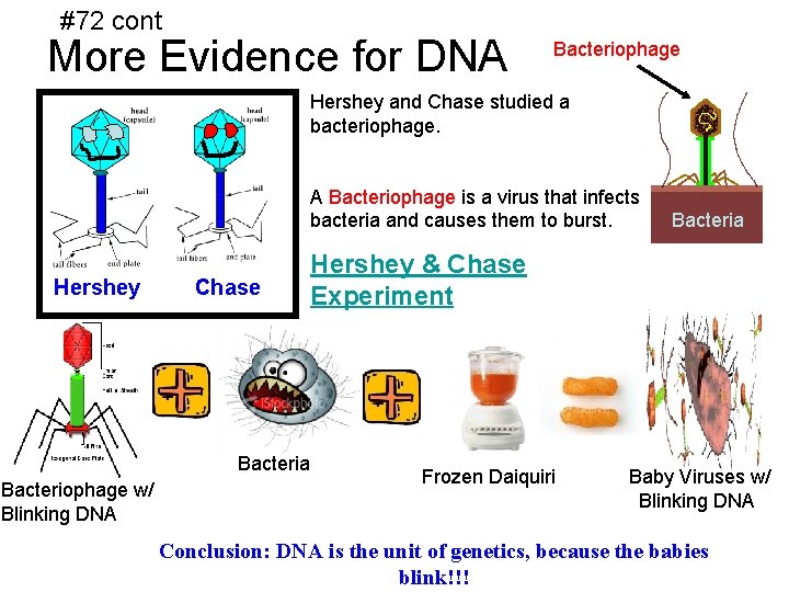 #72 cont More Evidence for DNA Bacteriophage Hershey and Chase studied a bacteriophage. A