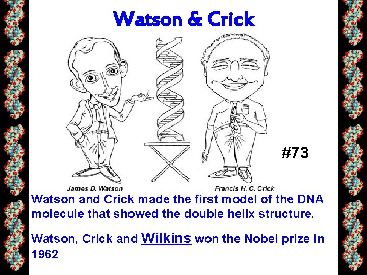 Watson & Crick #73 Watson and Crick made the first model of the DNA
