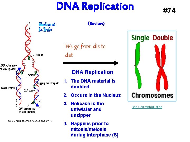 DNA Replication (Review) We go from dis to dat DNA Replication 1. The DNA