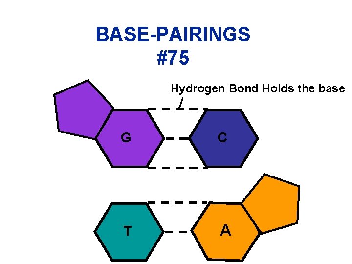  BASE-PAIRINGS #75 Hydrogen Bond Holds the base G C T A 