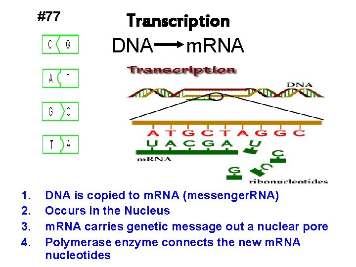 #77 1. 2. 3. 4. Transcription DNA m. RNA DNA is copied to m.