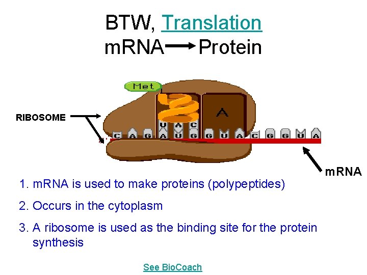 BTW, Translation m. RNA Protein RIBOSOME 1. m. RNA is used to make proteins
