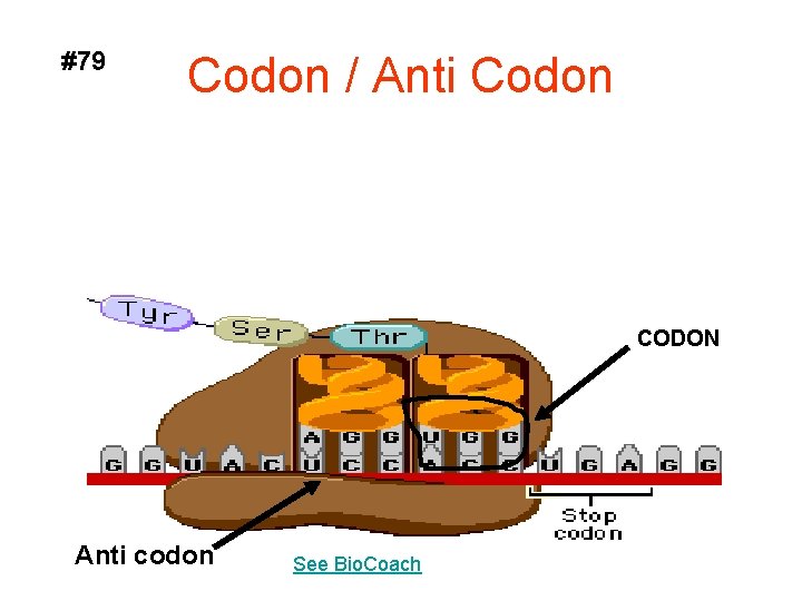 #79 Codon / Anti Codon CODON Anti codon See Bio. Coach 