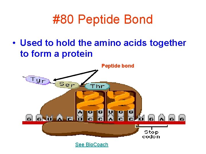 #80 Peptide Bond • Used to hold the amino acids together to form a
