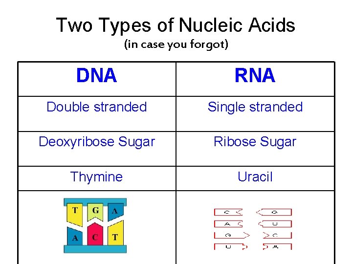 Two Types of Nucleic Acids (in case you forgot) DNA RNA Double stranded Single