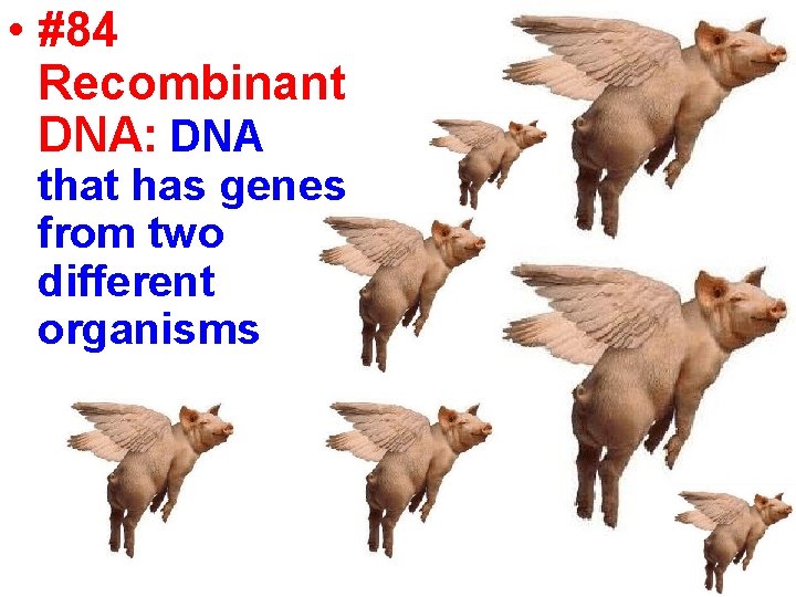  • #84 Recombinant DNA: DNA that has genes from two different organisms 