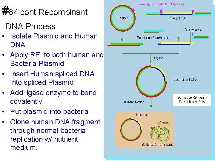 #84 cont Recombinant DNA Process • Isolate Plasmid and Human DNA • Apply RE