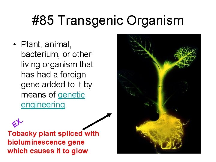 #85 Transgenic Organism • Plant, animal, bacterium, or other living organism that has had