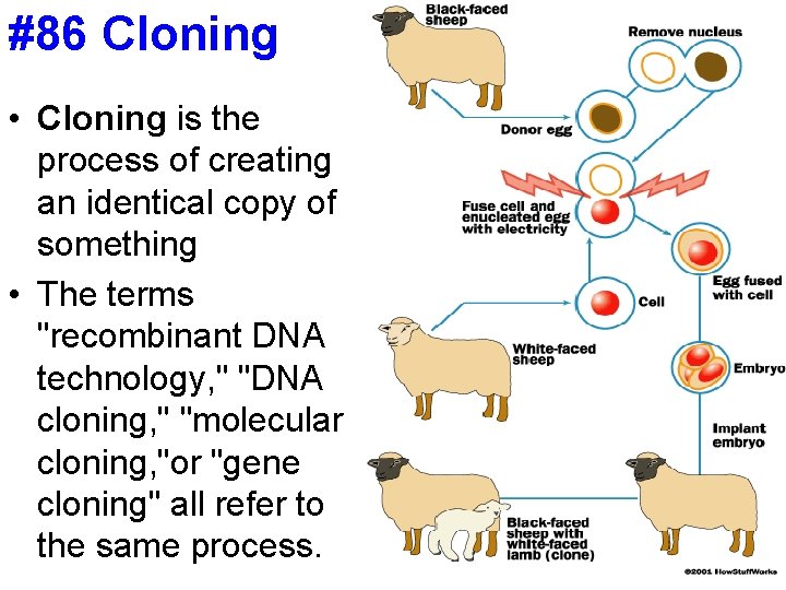#86 Cloning • Cloning is the process of creating an identical copy of something