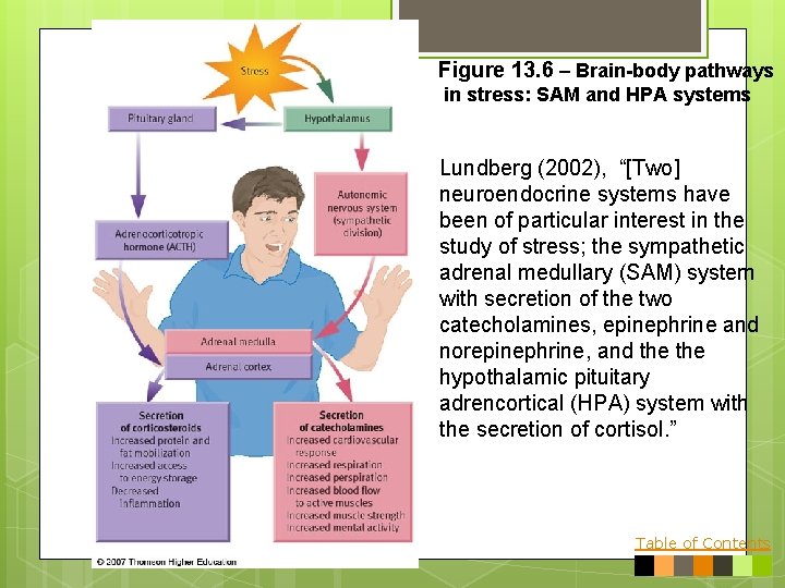 Figure 13. 6 – Brain-body pathways in stress: SAM and HPA systems Lundberg (2002),