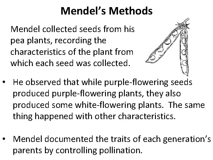 Mendel’s Methods Mendel collected seeds from his pea plants, recording the characteristics of the Mendel’s Methods Mendel collected seeds from his pea plants, recording the characteristics of the
