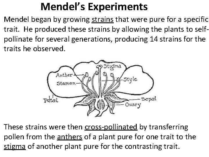 Mendel’s Experiments Mendel began by growing strains that were pure for a specific trait. Mendel’s Experiments Mendel began by growing strains that were pure for a specific trait.