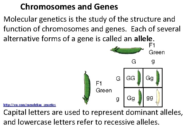 Chromosomes and Genes Molecular genetics is the study of the structure and function of Chromosomes and Genes Molecular genetics is the study of the structure and function of