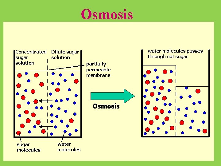 Osmosis 12 