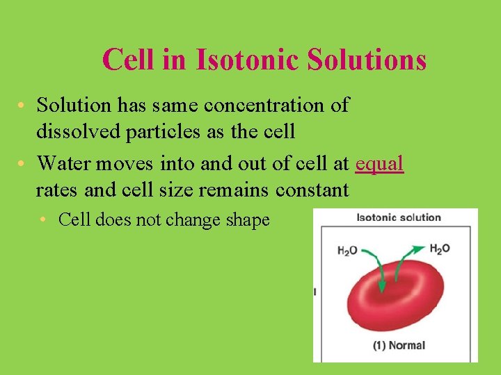 Cell in Isotonic Solutions • Solution has same concentration of dissolved particles as the