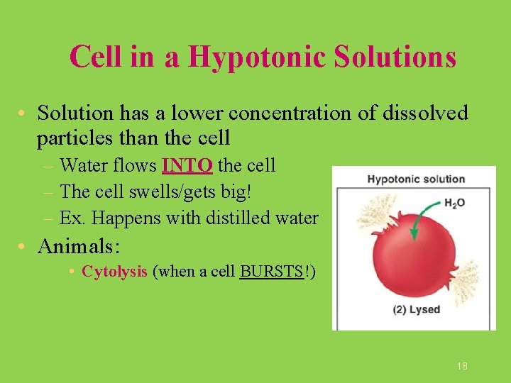 Cell in a Hypotonic Solutions • Solution has a lower concentration of dissolved particles