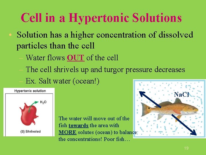 Cell in a Hypertonic Solutions • Solution has a higher concentration of dissolved particles