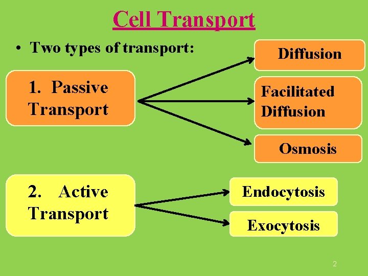 Cell Transport • Two types of transport: 1. Passive Transport Diffusion Facilitated Diffusion Osmosis